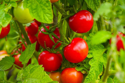 cauliflower tomato Seed(85 per packet)