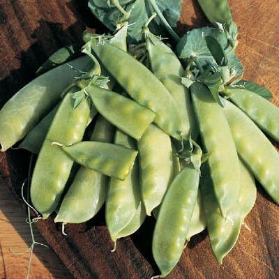 Qualtivate PUA-1A Pea Oregon Sugar Pod 2 Seeds Seed(200 per packet)