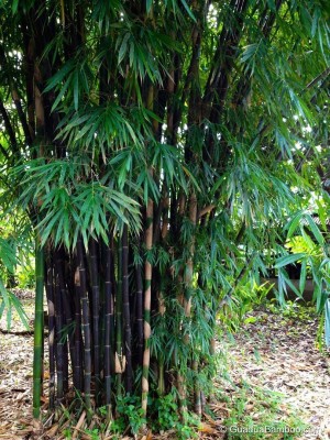 EasySeeds Bamboo Tree, Big Bamboo, Bans, Dendrocalamus Giganteus Seed(650 per packet)