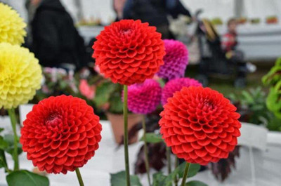 CYBEXIS NBIR-42 - Flowers Dahlia Pompon Mix - (180 Seeds) Seed(180 per packet)