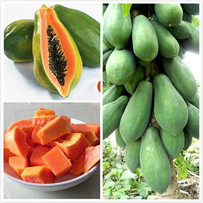 BDSresolve papaya seeds for planting/papaya seeds 70 Seed(70 per packet)