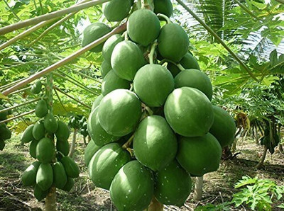 VNR Papaya Hybrid Seed(56 per packet)