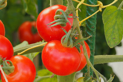 Jay tomato Seed(115 per packet)