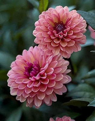 Aywal Dahlia Mixed Seed(20 per packet)