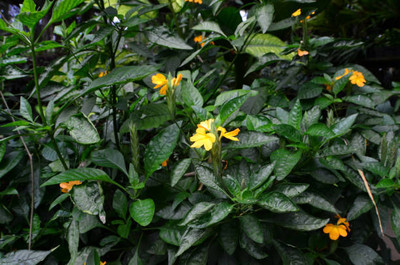 ANDARISTORE kanakambaram-firecracker-crossandra Seed(20 per packet)