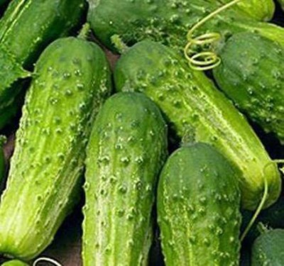 VibeX TLX-41 - Boston Pickling Cucumber - (150 Seeds) Seed(150 per packet)