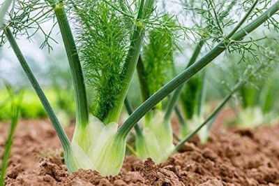 VibeX VXI-19 - Sweet Florence Fennel - (750 Seeds) Seed(750 per packet)