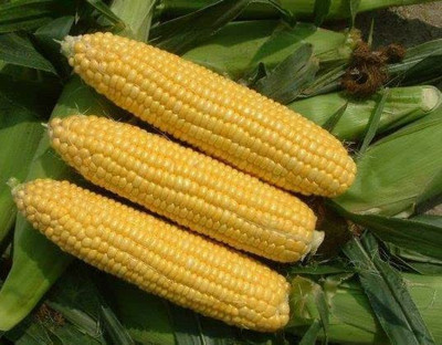 CYBEXIS VXI-36 - Yellow Sticky Waxy Corn - (2250 Seeds) Seed(2250 per packet)