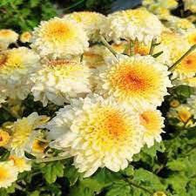 KANAYA Chrysanthamum Mix/Chamanti Seed(70 per packet)