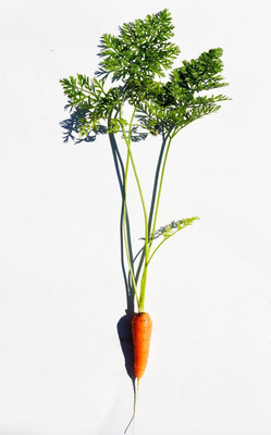 SeedHaven Fresh Red Carrot Hybrid Vegetable Seed(100 per packet)