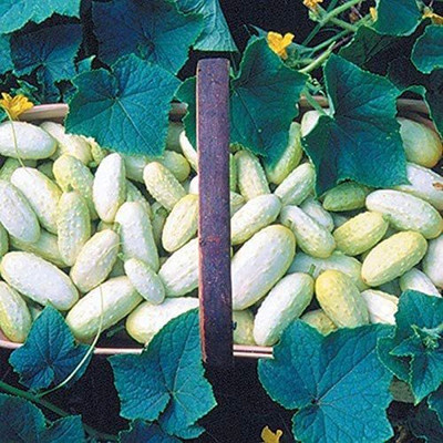 VibeX ® VLR-651 Miniature White Cucumber(Organic Bush Type) Seed(200 per packet)