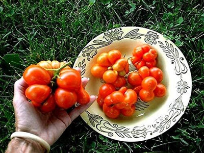 Biosnyg Organic Reisetomate Tomato Vegetable Seeds For Gardening - (400 Seeds) Seed(400 per packet)