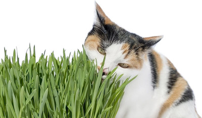 VibeX NDIR-51 - Sweet Oats for Cats - (4500 Seeds) Seed(4500 per packet)