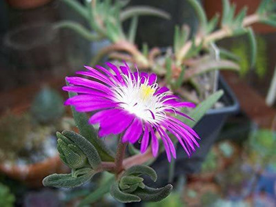 CYBEXIS ICE PLANT Mesembryanthemum Delosperma Floribunda Purple Flower Seeds Seed(1 g)