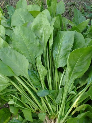 BJUBAS F1 Water Spinach Seeds pack of 30 Seed(30 per packet)