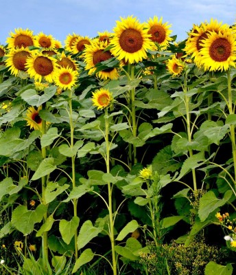 Aywal Sunflower Russian Giant Flower Seed(300 per packet)