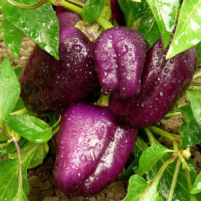 KNESSiN Purple Sweet Chilli Seed(200 per packet)