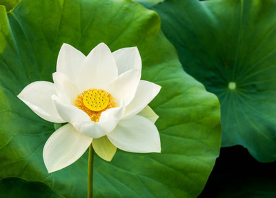 Vlog Bazar lotus,kamal gatta Seed(11 per packet)