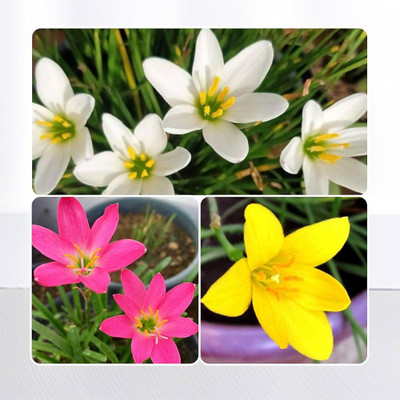 ZAABUS Rain lily mix color flowers bulbs Seed(20 per packet)