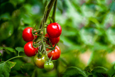 JDE tomato Seed(30 per packet)