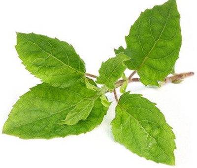 everlite Tulsi Seed(20 per packet)