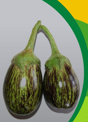 CYBEXIS GBPUT-10 - F1 Brinjal Plant - (150 Seeds) Seed(150 per packet)