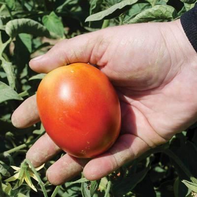 the green dotcom Fresh Tamato Vegetable Hybrid Quality Seed(20 per packet)