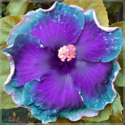 Qualtivate KGF -568 Adenium obesum Mixed Colours Seed(30 per packet)