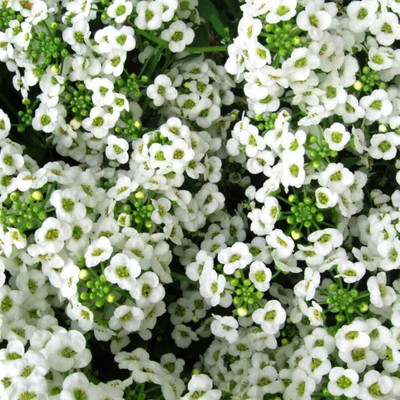 Epazo Allysum Snow White, Allysum Seed(65 per packet)