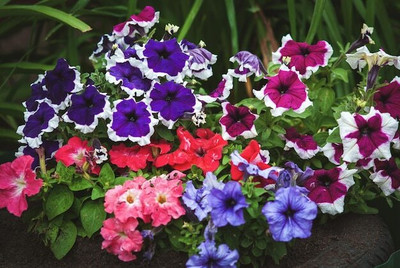 Mozette Exotic petunia Seed(17 per packet)