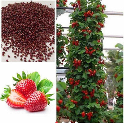 Oliver best Quality strawberry fruit seeds Seed(32 per packet)
