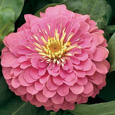 CYBEXIS ZINNIA PINK FLOWER SEED Seed(1 g)