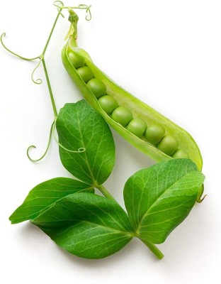 CYBEXIS GUA-83 - Pea for Planting - (300 Seeds) Seed(300 per packet)