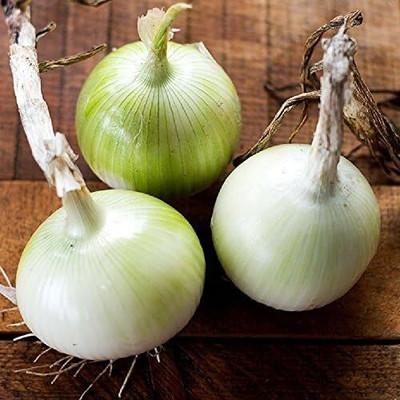 Qualtivate GXL-6AT Onion Seeds- White Grano Seed(500 per packet)