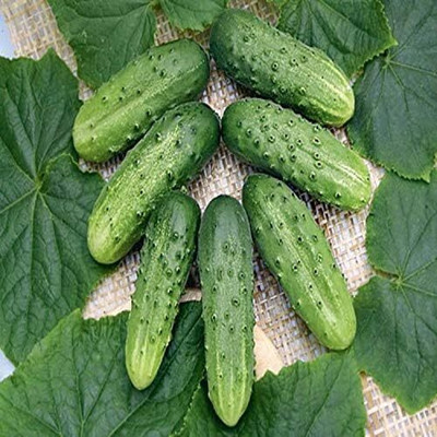 Qualtivate JXL-8AT Pickling Cucumber Open-Pollinated Seed(300 per packet)