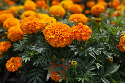 Flora Valley marigold/gende ka phool flower seeds Seed(50 per packet)