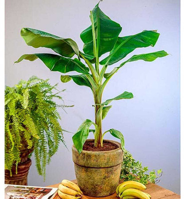 Peau Banana Seed(1 g)