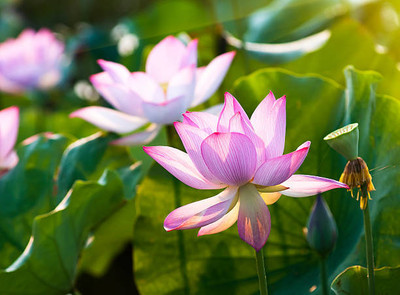 Arshisyat lotus,kamal gatta Seed(10 per packet)