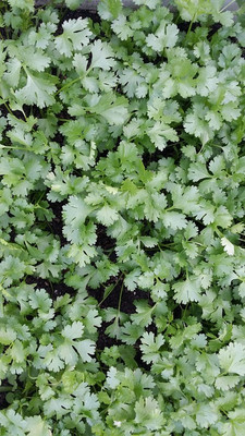 CEZIUS High Germination Organic Cilantro/Coriander-b7R Seed(190 per packet)