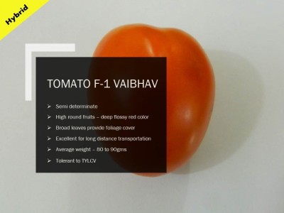VibeX TOMATO F-1 VAIBHAV SEEDS(1000 Seeds) Seed(1000 per packet)