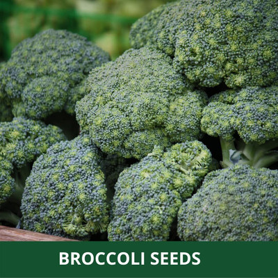 VibeX VXI-87 - Blue Wonder Broccoli - (150 Seeds) Seed(150 per packet)