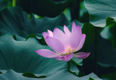 Kishori Creation lotus,kamal gatta Seed(11 per packet)