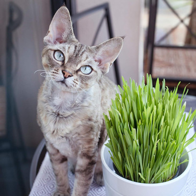 Qualtivate PUAS-23 Pet/Cat Grass Seeds Seed(1000 per packet)