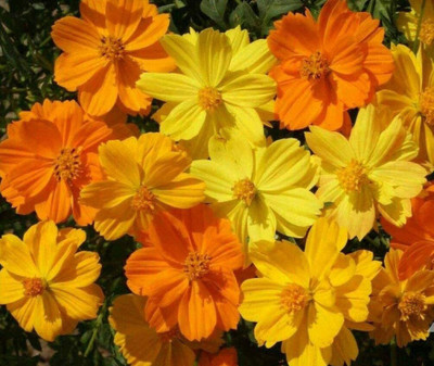 VibeX HUA-99 - Cosmos Klondyke Orange & Yellow Flower - (270 Seeds) Seed(270 per packet)