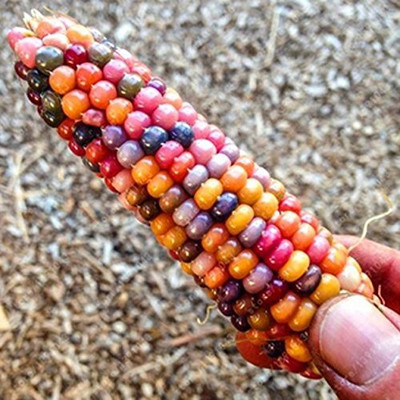 WILLVINE Rainbow Colourful Corn Seeds-[1000 Seeds] Seed(1000 per packet)