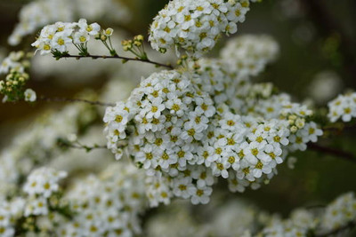 seedex gypsophila flower Seed(25 per packet)