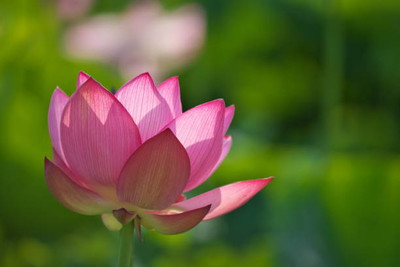 JDM Lotus Seed(10 per packet)
