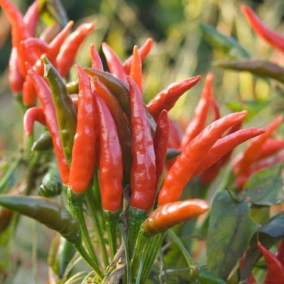 KANAYA Red Motti Chilli Seeds Seed(500 per packet)