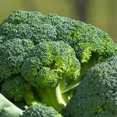 CYBEXIS HUA-82 - Green Broccoli - (1350 Seeds) Seed(1350 per packet)