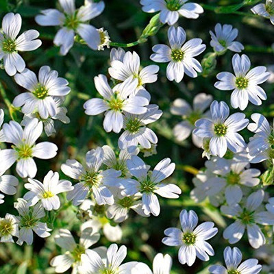 MAA Gypsophila Seed(164 per packet)